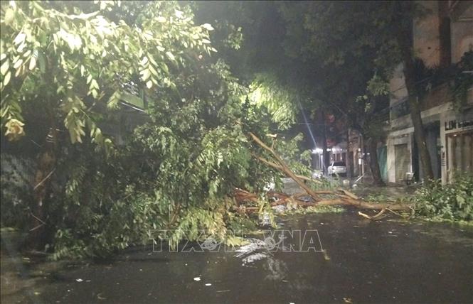 Nhiều cây xanh tại tỉnh Đắk Lắk ngã đổ ra đường sau khi bão vào đất liền. Ảnh: TTXVN phát