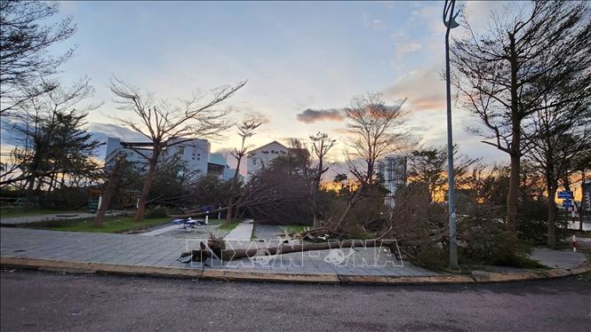 Thiệt hại do bão số 13 tại phường Quy Nhơn. Ảnh: Sỹ Thắng-TTXVN