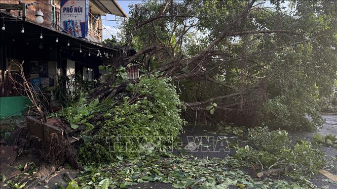 Một cây xanh bung gốc sau bão. Ảnh Tường Quân- TTXVN