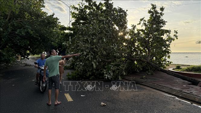 Cây xanh trên đường tại phường Tuy Hoà ngã đổ sau bão. Ảnh Tường Quân- TTXVN