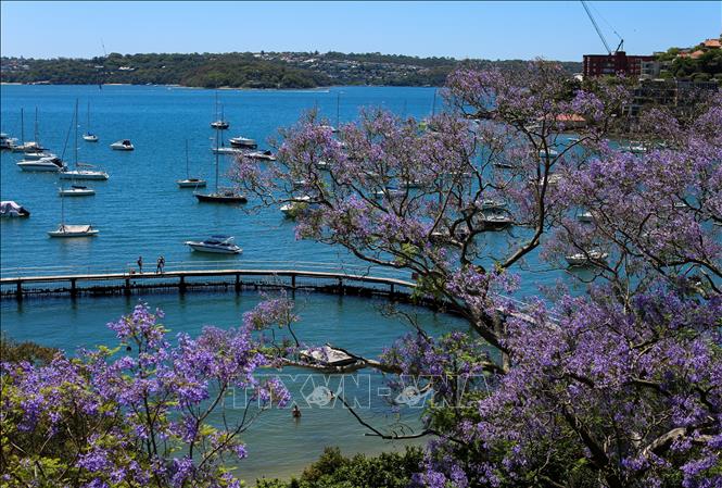 Vào mùa xuân, từ tháng 9 đến tháng 11 hàng năm, nhiều thành phố tại Australia và Nam Phi lại ngập tràn sắc tím của hoa Jacaranda hay còn gọi là hoa phượng tím. Trong ảnh: Hoa phượng tím nở rộ tại Sydney, Australia. Ảnh: THX/TTXVN