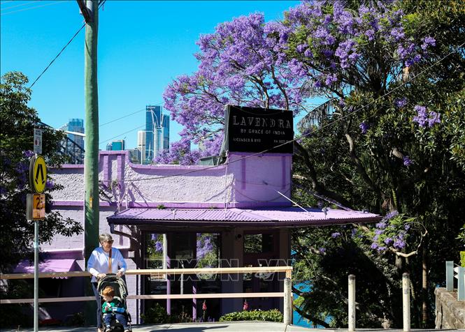 Vào mùa xuân từ tháng 9 đến tháng 11 hàng năm, những hàng cây Jacaranda, hay còn gọi là phượng tím, lại phủ sắc tím biếc trên các nẻo đường tại Australia và Nam Phi. Trong ảnh: Hoa phượng tím nở rộ tại Sydney, Australia. Ảnh: THX/TTXVN