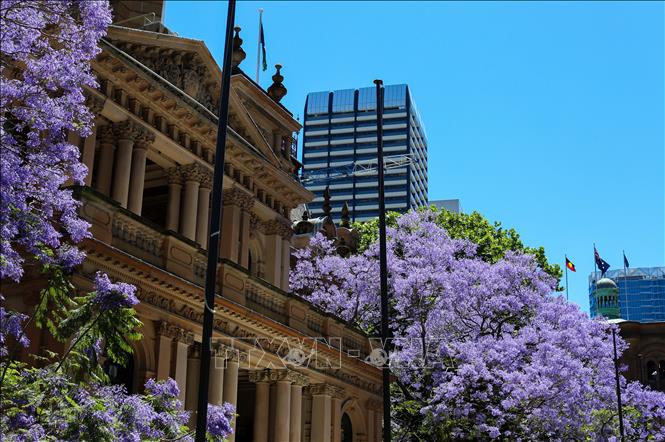 Vào mùa xuân từ tháng 9 đến tháng 11 hàng năm, những hàng cây Jacaranda, hay còn gọi là phượng tím, lại phủ sắc tím biếc trên các nẻo đường tại Australia và Nam Phi. Trong ảnh: Hoa phượng tím nở rộ tại Sydney, Australia. Ảnh: THX/TTXVN