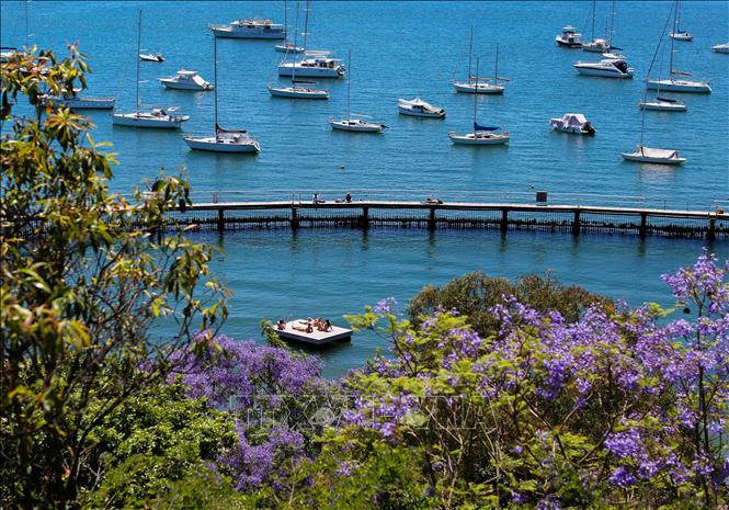 Vào mùa xuân từ tháng 9 đến tháng 11 hàng năm, những hàng cây Jacaranda, hay còn gọi là phượng tím, lại phủ sắc tím biếc trên các nẻo đường tại Australia và Nam Phi. Trong ảnh: Hoa phượng tím nở rộ tại Sydney, Australia. Ảnh: THX/TTXVN
