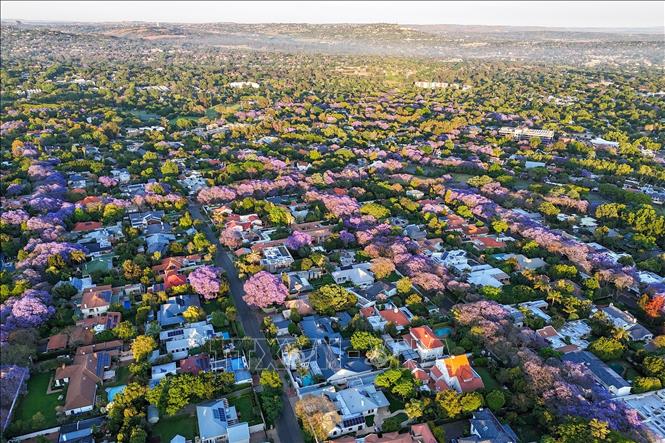 Vào mùa xuân từ tháng 9 đến tháng 11 hàng năm, những hàng cây Jacaranda, hay còn gọi là phượng tím, lại phủ sắc tím biếc trên các nẻo đường tại Australia và Nam Phi. Trong ảnh: Hoa phượng tím nở rộ tại Johannesburg, Nam Phi. Ảnh: THX/TTXVN