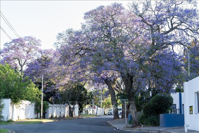 Vào mùa xuân từ tháng 9 đến tháng 11 hàng năm, những hàng cây Jacaranda, hay còn gọi là phượng tím, lại phủ sắc tím biếc trên các nẻo đường tại Australia và Nam Phi. Trong ảnh: Hoa phượng tím khoe sắc tại Johannesburg, Nam Phi. Ảnh: THX/TTXVN