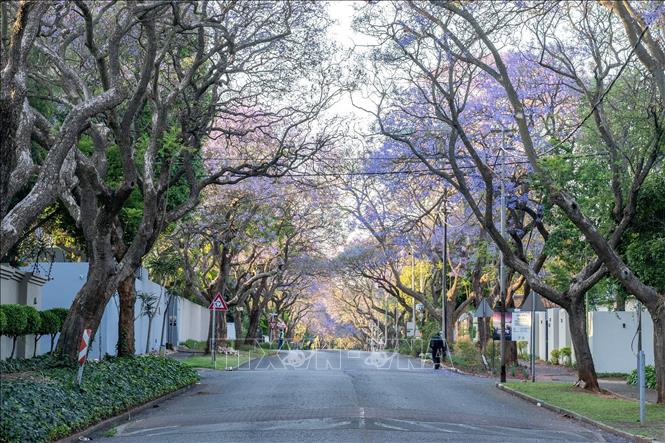 Vào mùa xuân từ tháng 9 đến tháng 11 hàng năm, những hàng cây Jacaranda, hay còn gọi là phượng tím, lại phủ sắc tím biếc trên các nẻo đường tại Australia và Nam Phi. Trong ảnh: Hoa phượng tím khoe sắc tại Johannesburg, Nam Phi. Ảnh: THX/TTXVN