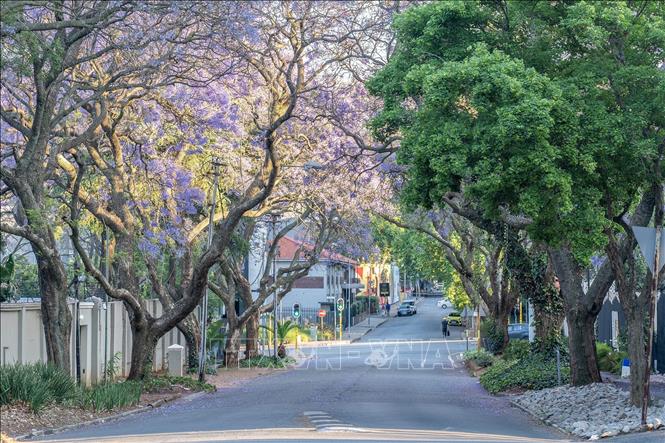 Vào mùa xuân từ tháng 9 đến tháng 11 hàng năm, những hàng cây Jacaranda, hay còn gọi là phượng tím, lại phủ sắc tím biếc trên các nẻo đường tại Australia và Nam Phi. Trong ảnh: Hoa phượng tím khoe sắc tại Johannesburg, Nam Phi. Ảnh: THX/TTXVN