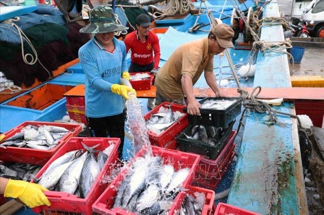 Sản phẩm thuỷ sản khai thác theo quy định IUU ở cảng cá Quy Nhơn, tỉnh Bình Định (2024). Ảnh: Vũ Sinh - TTXVN