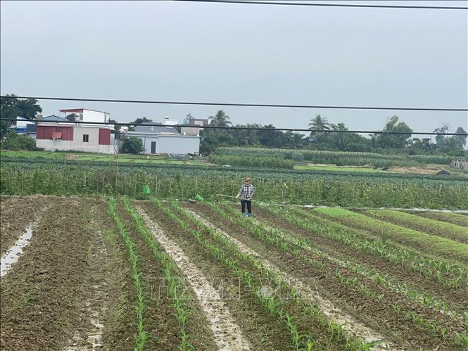 Nông dân xã Kim Thành chăm sóc cây vụ đông. Xã Kim Thành phấn đấu gieo trồng khoảng 50ha ngô trong tổng số 1.190 ha rau vụ đông năm 2025. Ảnh: Mạnh Minh – TTXVN