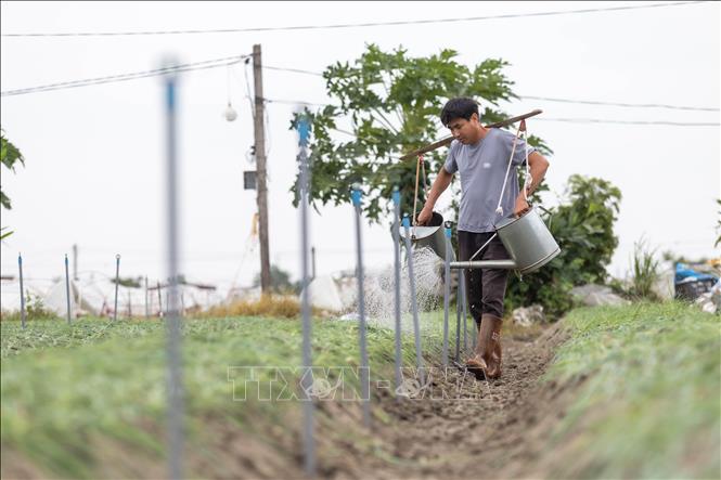 Vụ đông năm 2025, xã Nguyễn Lương Bằng phấn đấu gieo trồng 330 ha và đến đầu tháng 11 đã gieo trồng được trên 265 ha. Ảnh: Mạnh Minh - TTXVN