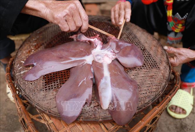 Theo phong tục, việc quan trọng nhất của các gia đình người Hà Nhì đầu năm là xem gan lợn, và con lợn ấy phải được nuôi trong nhà mình, để xem tiền tài, sức khỏe cho cả gia đình. Ảnh: Quý Trung – TTXVN