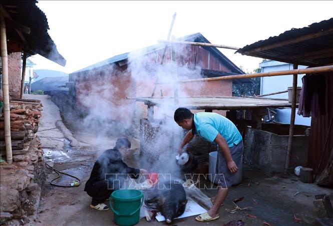 Tết cổ truyền của người Hà Nhì không thể thiếu thịt lợn nên khi Tết đến gia đình nào cũng phải thịt lợn. Ảnh: Quý Trung – TTXVN