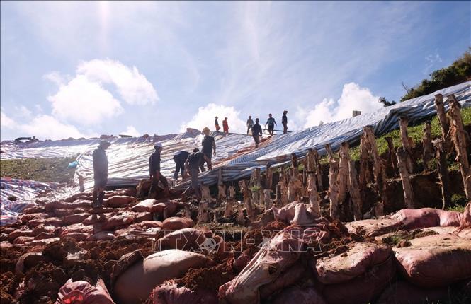 Hệ thống cọc xà cừ và bao đất được bổ sung vào phần chân đập của hồ thủy lợi Cay An bị nứt, sạt trượt nghiêm trọng. Ảnh: Nguyễn Dũng – TTXVN 