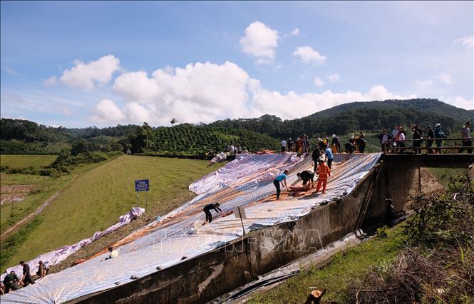 Hàng chục người và phương tiện vẫn tiếp tục triển khai các biện pháp gia cố phần thân đập của hồ thủy lợi Cay An trong sáng 8/11. Ảnh: Nguyễn Dũng – TTXVN 