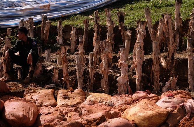 Hệ thống cọc xà cừ và bao đất được bổ sung vào phần chân đập của hồ thủy lợi Cay An bị nứt, sạt trượt nghiêm trọng. Ảnh: Nguyễn Dũng – TTXVN 