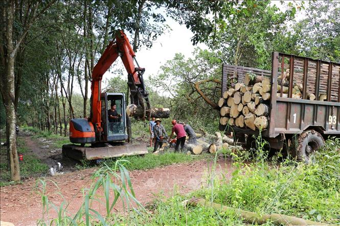 Người dân phường Bình Phước tiến hành thanh lý cây trồng để bàn giao mặt bằng cho Dự án đường cao tốc Bắc – Nam phía Tây đoạn Gia Nghĩa (Lâm Đồng) – Chơn Thành (Đồng Nai). Ảnh: Nhật Bình – TTXVN