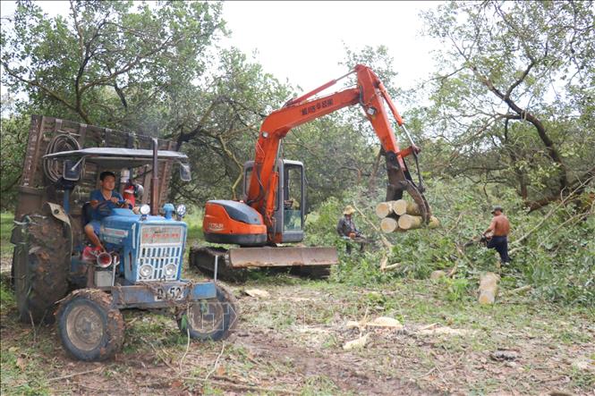 Người dân phường Bình Phước tiến hành thanh lý cây trồng để bàn giao mặt bằng cho Dự án. Ảnh: Nhật Bình – TTXVN