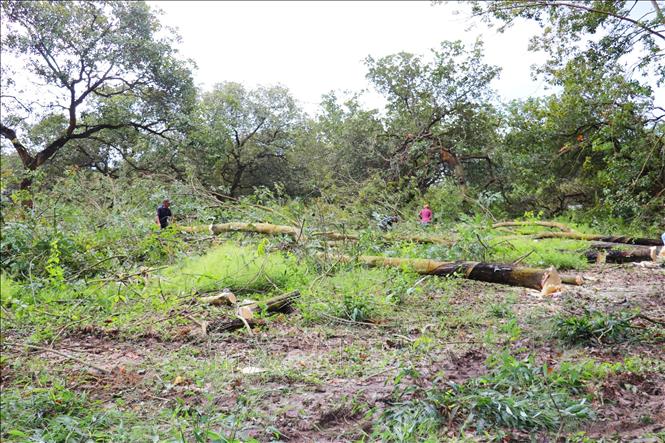 Người dân phường Bình Phước tiến hành thanh lý cây trồng để bàn giao mặt bằng cho Dự án. Ảnh: Nhật Bình – TTXVN