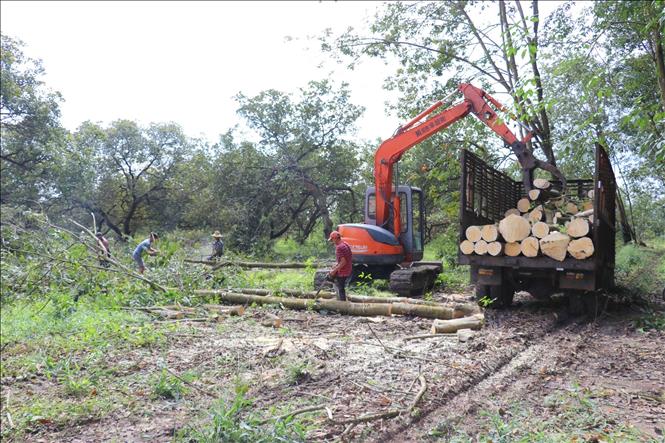 Người dân phường Bình Phước tiến hành thanh lý cây trồng để bàn giao mặt bằng cho Dự án. Ảnh: Nhật Bình – TTXVN