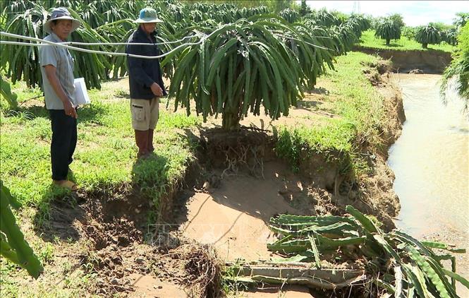 Vườn trồng thanh long của người dân thôn Lò To, xã Hàm Thạnh bị sạt lở sau trận mưa tối 7/11
Ảnh: Hồng Hiếu- TTXVN