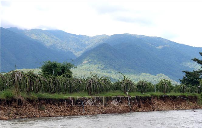 Diện tích sản xuất thanh long của người dân dọc ven sông Linh bị sạt lở kéo dài
Hồng Hiếu- TTXVN