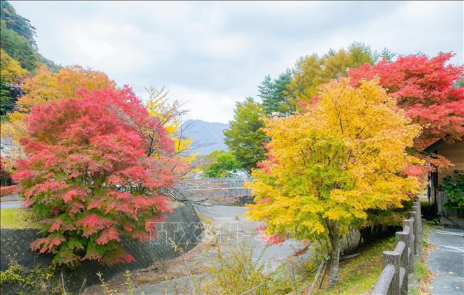 Những cây phong đã chuyển sang màu lá vàng và đỏ. Ảnh: Xuân Giao – PV TTXVN tại Nhật Bản