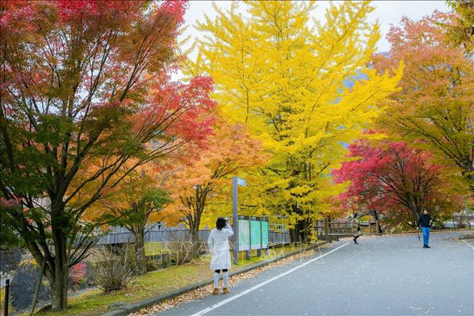 Chân núi, thiên nhiên khoác lên mình tấm áo Thu rực rỡ sắc màu. Ảnh: Xuân Giao – PV TTXVN tại Nhật Bản