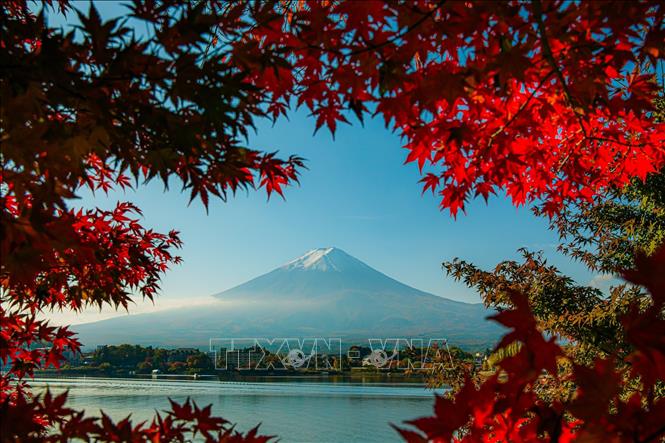 Biểu tượng của Nhật Bản mang vẻ đẹp trầm mặc mỗi độ Thu về. Ảnh: Xuân Giao – PV TTXVN tại Nhật Bản