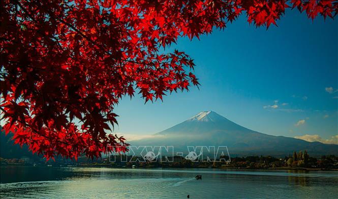 Phú Sĩ vào Thu khiến lòng người say đắm bởi vẻ uy nghi, tĩnh lặng. Ảnh: Xuân Giao – PV TTXVN tại Nhật Bản