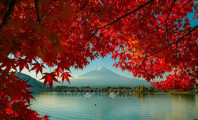 Biểu tượng của Nhật Bản mang vẻ đẹp trầm mặc mỗi độ Thu về. Ảnh: Xuân Giao – PV TTXVN tại Nhật Bản