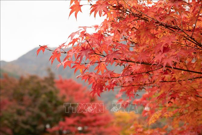 Những cây phong lá đỏ là biểu tượng mùa Thu tại khu vực 