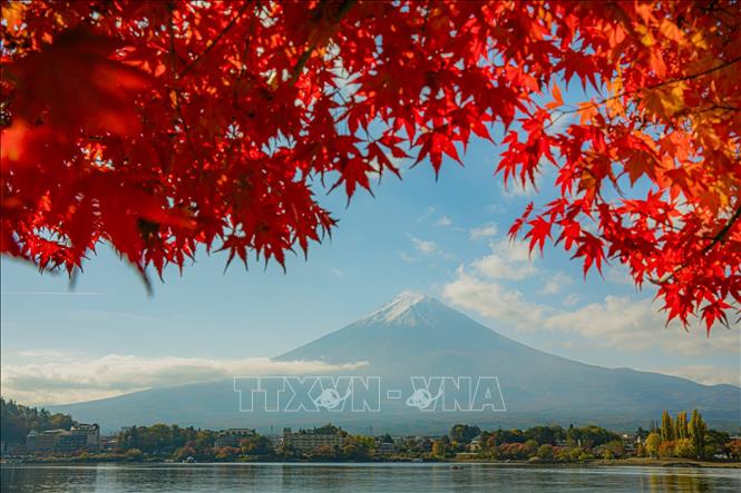 Núi Phú Sĩ dưới tán lá phong đỏ tại hồ Kawaguchi - hồ lớn thứ 2 trong 