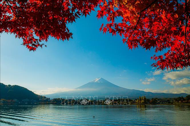 Biểu tượng của Nhật Bản mang vẻ đẹp trầm mặc mỗi độ Thu về. Ảnh: Xuân Giao – PV TTXVN tại Nhật Bản