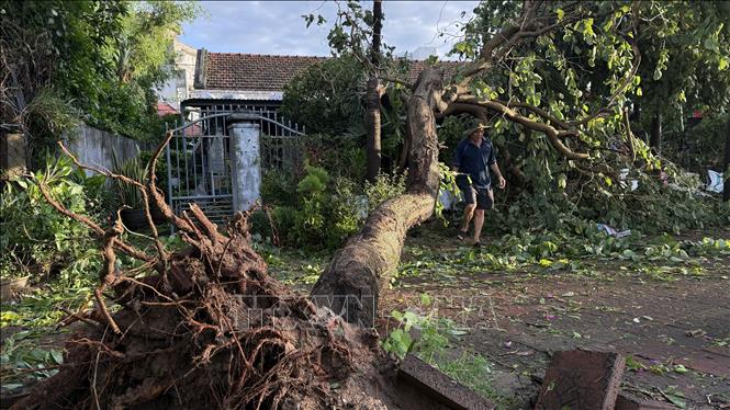 Cây xanh ngã đổ vào sát nhà người dân tại phường Tuy Hoà (tỉnh Đắk Lắk). Ảnh Tường Quân- TTXVN