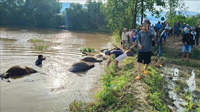 Hồ thủy lợi Ea Súp Thượng xả lũ ảnh hưởng mưa lớn khiến 23 con trâu của 7 hộ dân tại xã Ea Súp, tỉnh Đắk Lắk bị ngạt nước. Ảnh: TTXVN