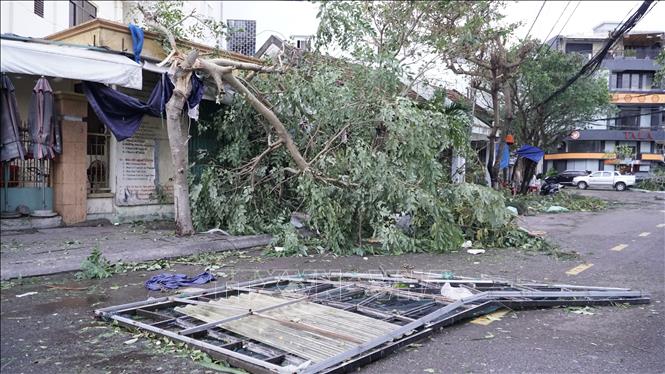  Bão số 13 đã khiến nhiều cây xanh tại Quy Nhơn bị ngã đổ. Ảnh: Đình Quân - TTXVN