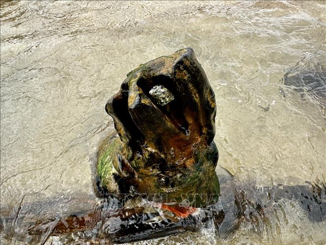 Loài ốc ký sinh trên thân gỗ của tàu. Ảnh: Trần Lê Lâm - TTXVN