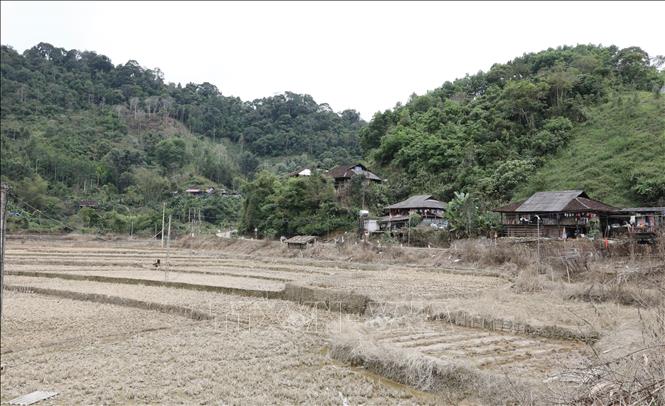 Nhiều diện tích lúa và hoa màu tại thôn Kim Vân đã hư hại do ảnh hưởng của bão. Ảnh: Hoàng Nguyên - TTXVN 