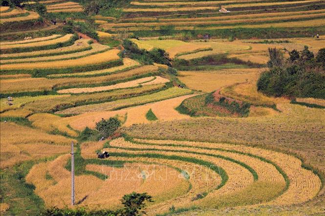 Những ruộng lúa chín rộ như những bậc thang vàng ở Miền Đồi. Ảnh: Trọng Đạt - TTXVN