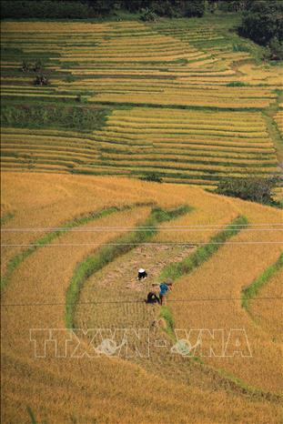 Những ruộng lúa chín rộ như những bậc thang vàng ở Miền Đồi. Ảnh: Trọng Đạt - TTXVN