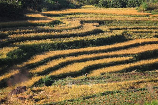 Ruộng bậc thang Miền Đồi trải dài trên các sườn đồi ở xã Thược Cốc tạo nên một bức tranh mùa vàng no ấm. Ảnh: Trọng Đạt-TTXVN