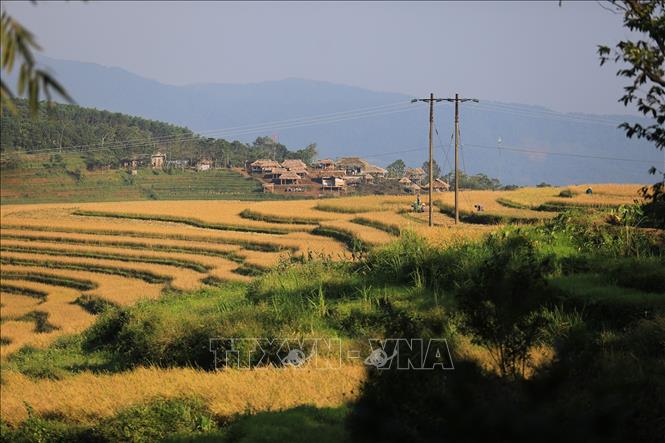 Những thửa ruộng mùa lúa chín vàng rộ như những bậc thang vàng. Ảnh: Trọng Đạt-TTXVN