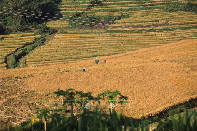 Ruộng bậc thang Miền Đồi trải dài trên các sườn đồi ở xã Thượng Cốc tạo nên một bức tranh mùa vàng no ấm. Ảnh: Trọng Đạt-TTXVN