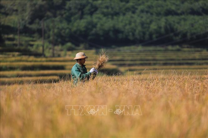 Người dân thu hoạch lúa trên các thửa ruộng bậc thang Miền Đồi. Ảnh: Trọng Đạt-TTXVN