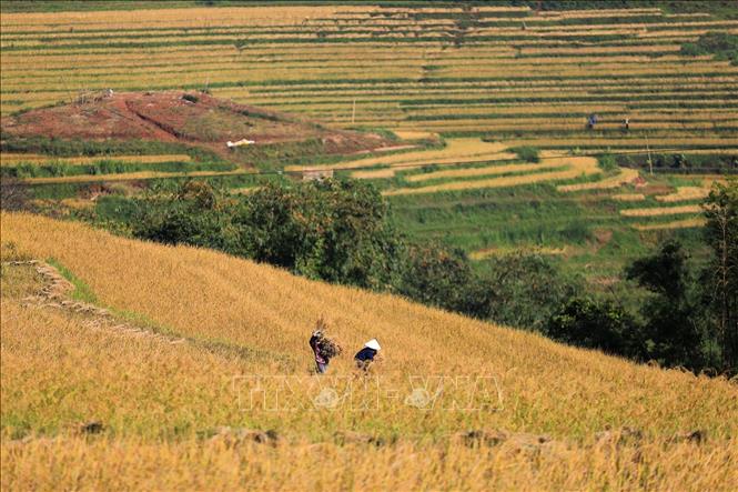 Những ruộng lúa chín vàng uốn lượn nối tiếp nhau trên những sườn đồi tạo nên bức tranh màu vàng ấm no ở Miền Đồi. Ảnh: Trọng Đạt-TTXVN
