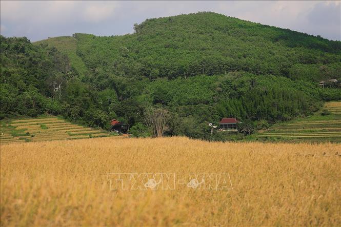 Ruộng bậc thang Miền Đồi, xã Thượng Cốc đang vào mùa thu hoạch. Ảnh: Trọng Đạt-TTXVN