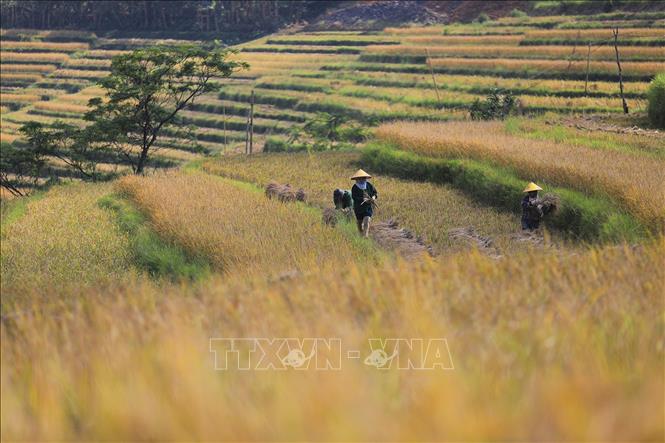 Ruộng bậc thang Miền Đồi, xã Thượng Cốc đang vào mùa thu hoạch. Ảnh: Trọng Đạt-TTXVN