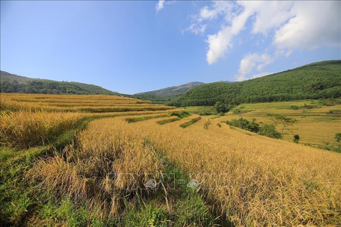 Ruộng bậc thang Miền Đồi trải dài trên các sườn đồi ở xã Thược Cốc tạo nên một bức tranh mùa vàng no ấm. Ảnh: Trọng Đạt-TTXVN