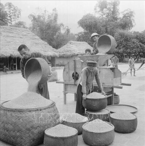 Trong thời kỳ kháng chiến, nông nghiệp giữ vai trò hậu cần trọng yếu, bảo đảm lương thực cho chiến trường và cho dân sinh. Tinh thần “thóc không thiếu một cân, quân không thiếu một người” thể hiện sự kết hợp giữa tổ chức sản xuất tập trung và sức mạnh đoàn kết cộng đồng nông dân. Trong ảnh: Nông dân hợp tác xã Cầu Tre, xã Hồ Sơn (Tam Dương, Vĩnh Phúc) chuẩn bị thóc giống làm vụ Đông - Xuân sớm (24/10/1960). Ảnh: Tôn Uẩn - TTXVN